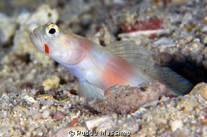 goby nikon d2x 105mm micro by Puddu Massimo 